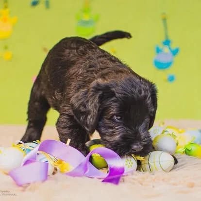 Fido – szczenię sznaucera olbrzyma z miotu F, hodowla Magiczne Geny FCI