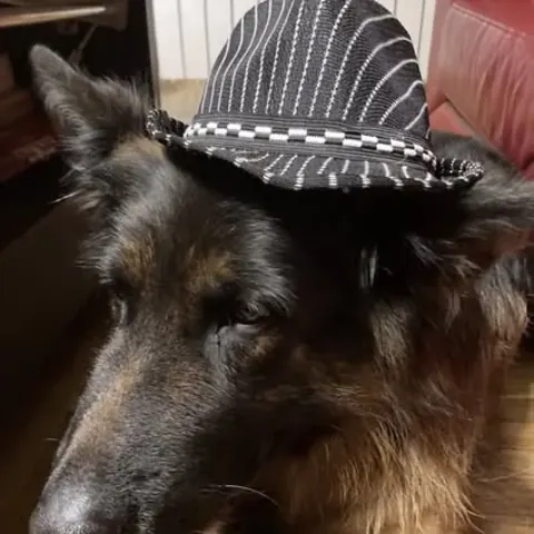 Dorosły sznaucer olbrzym z hodowli Magiczne Geny FCI