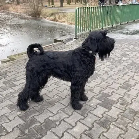 Dorosły sznaucer olbrzym z hodowli Magiczne Geny FCI