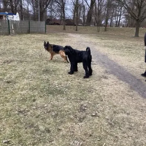 Dorosły sznaucer olbrzym z hodowli Magiczne Geny FCI