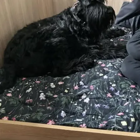 Dorosły sznaucer olbrzym z hodowli Magiczne Geny FCI