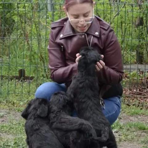 Sznaucer olbrzym z hodowli Magiczne Geny FCI ze swoją rodziną