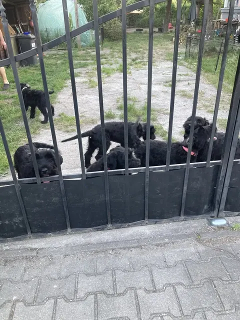 Szczenięta i psy rasy sznaucer olbrzym z hodowli Magiczne Geny FCI