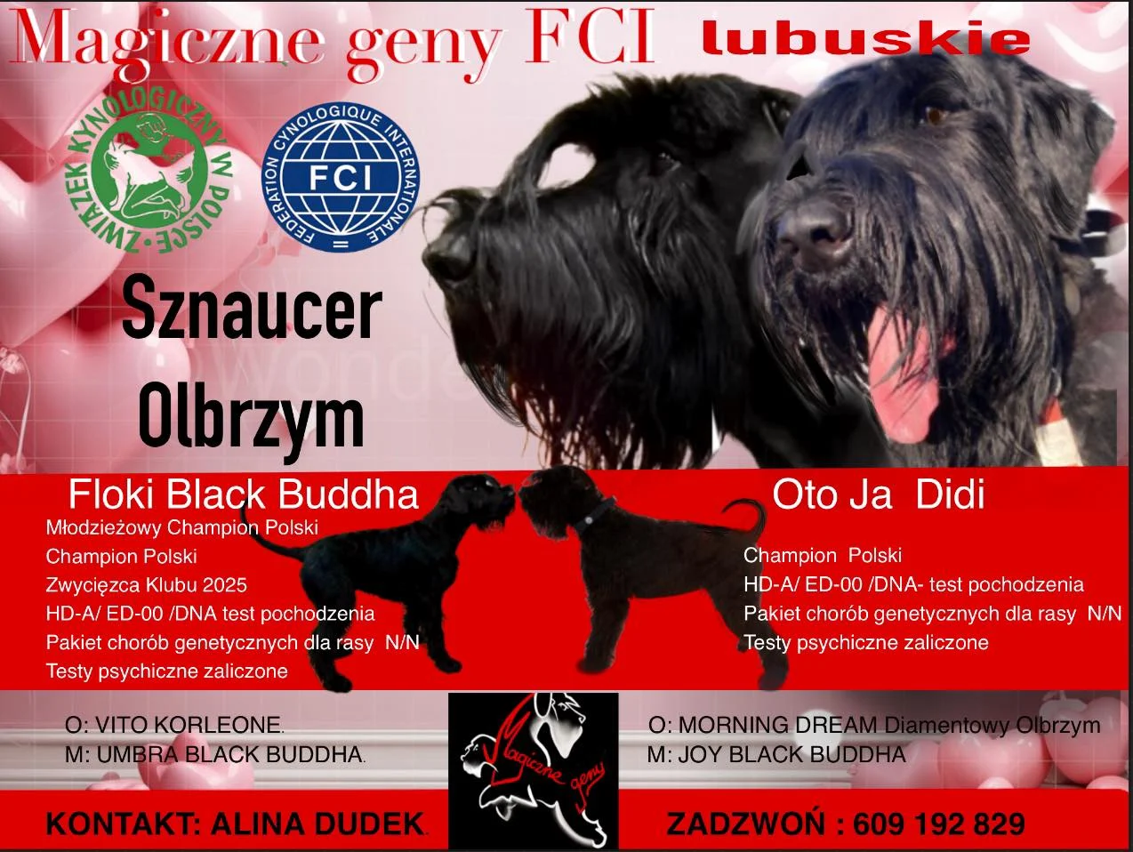 Zapowiedź miotu F – rodzice Floki Black Buddha i Oto Ja Didi